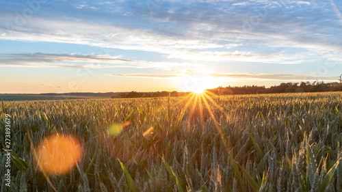 Golden Evening Hour - Sunset Over A Cornfield