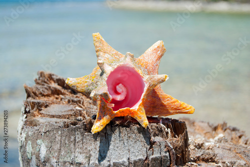 Shellfish in Guna yana island, San blas, Panama. Fibonacci pattern