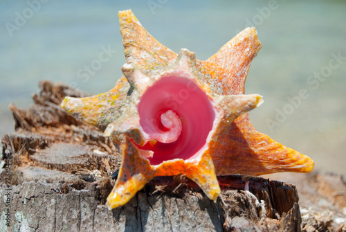 sea shell on blue background in Guna yala island in San Blas, Panama Fibonacci pattern