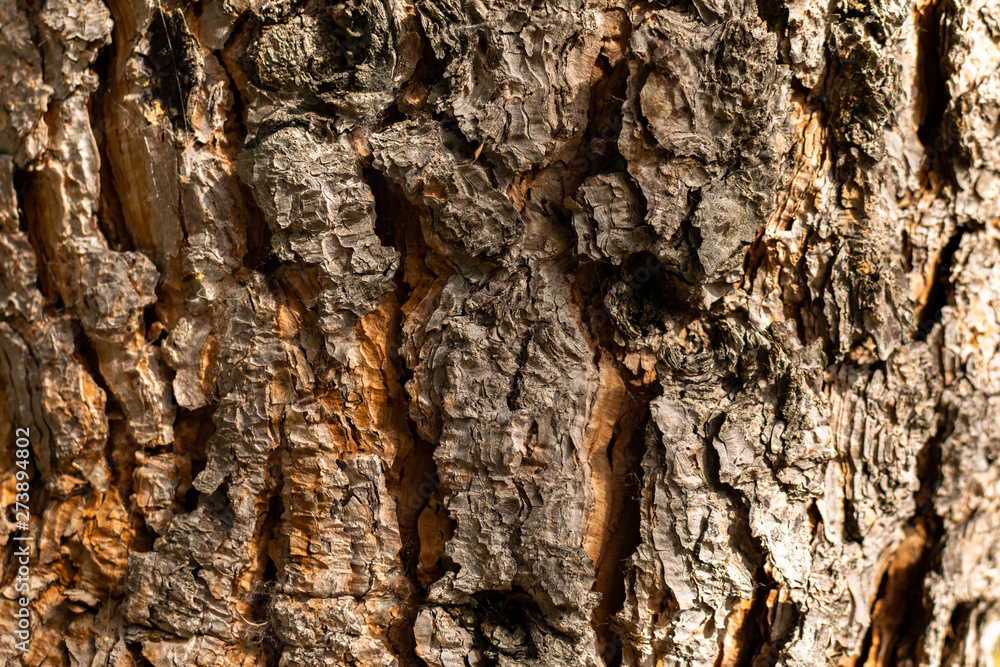 Wood texture Wood texture