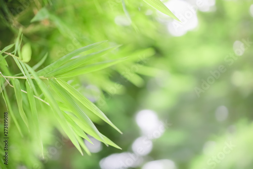 Close up of nature view green bamboo leaf on blurred greenery background under sunlight with bokeh and copy space using as background natural plants landscape  ecology wallpaper concept.