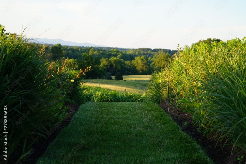 Obraz premium Grass Garden Pathway with Bushes