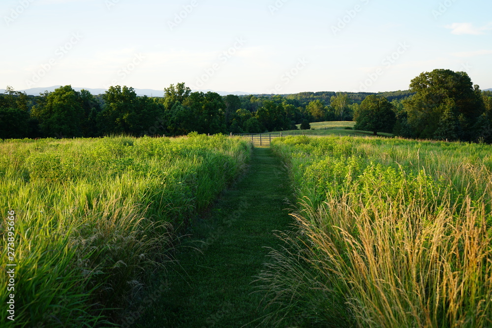 Obraz premium Garden Path of Grass and Low Brush on a Farm