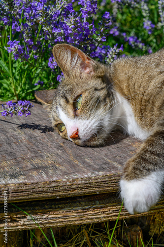 A young cat is lying on a wooden plank in the garden and enjoying the warmth of the sun.