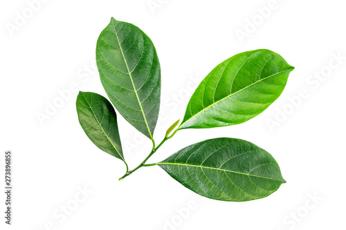 Tropical green leaves isolated on a white background. File contains with clipping path.