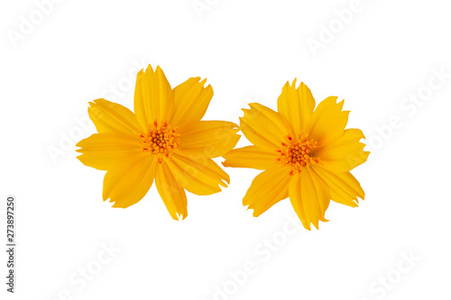 Yellow flower isolated on a white background. File contains with clipping path.