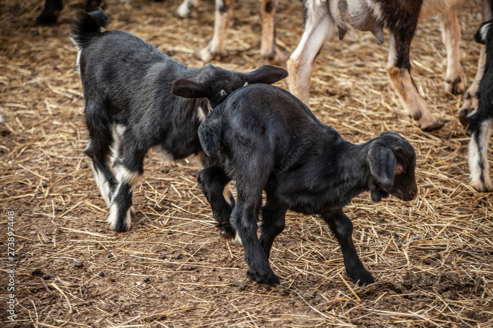 Kids on the farm. Farm with animals. Cute little goat. Beauty of animals. Farm animals. Kids on the farm. Farm with animals. Cute little goat. Beauty of animals. Farm animals.