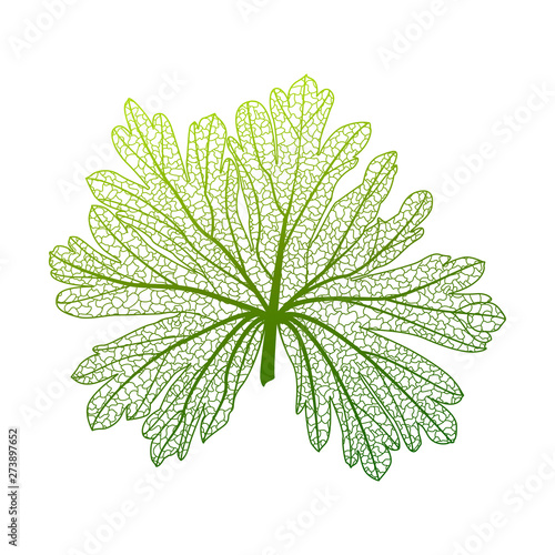 Leaf isolated. Vector illustration. EPS 10