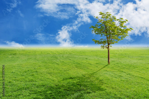 Landscape of tree and grass with blue sky background 