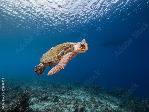 Loggerhead Sea Turtle in coral reef of Caribbean Sea around Curacao photo