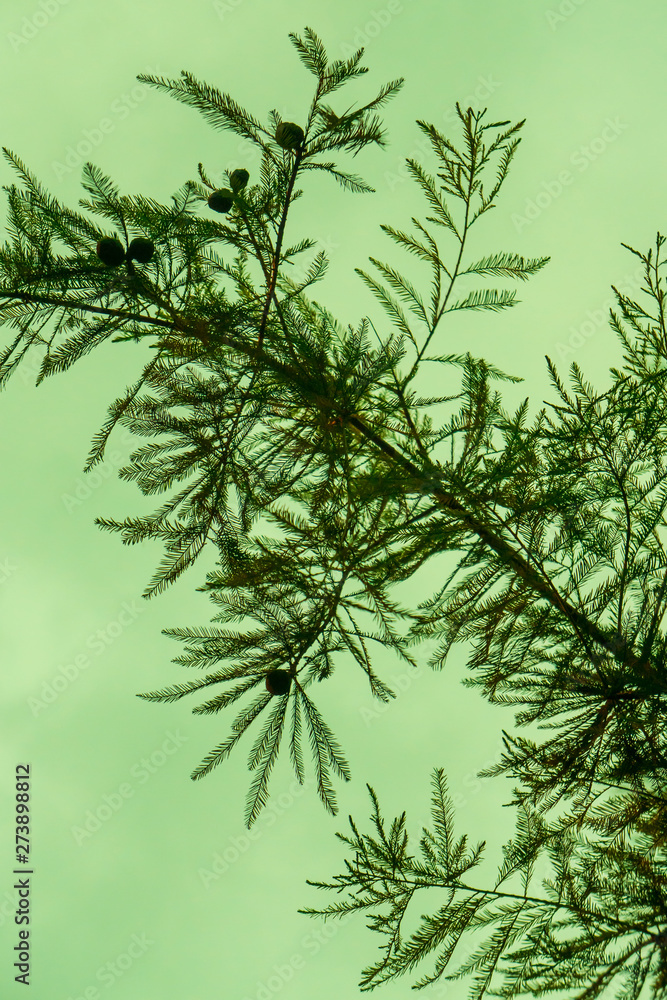 Obraz Odkryty sylwetka igła sosnowa tekstura łodyga gałąź z zielonym niebem w tle