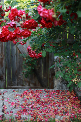 Beautiful red rose bush abundant blooming in summer garden in contryside, fallen leaves after rain. blurred tilt-shift shot.