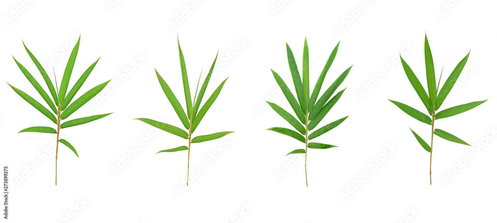 Obraz premium Bamboo leaf isolated on white background