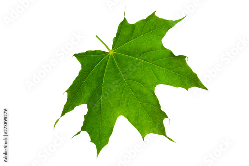 Green maple leaf on a white background.