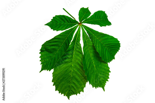 Green chestnut leaves on a white background.