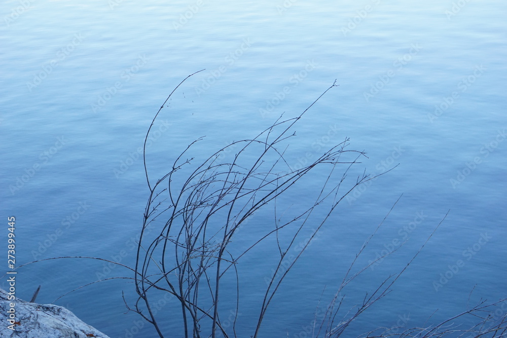 a little dry tree branch