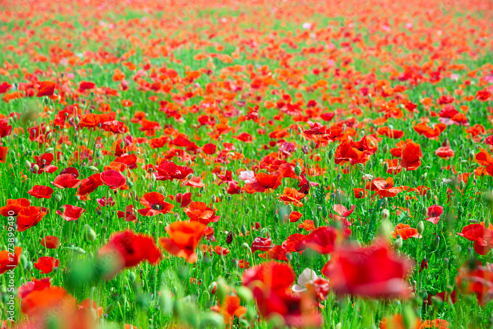 Fototapeta premium 長野県喬木村伊久間のポピー園