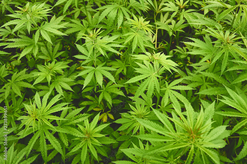 Hemp field in summer Hemp field in summer