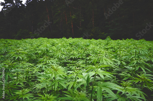 Hemp field in summer