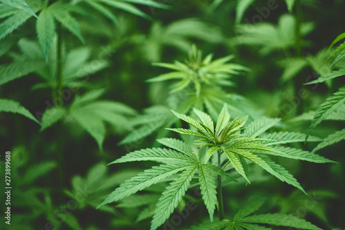 Hemp field in summer