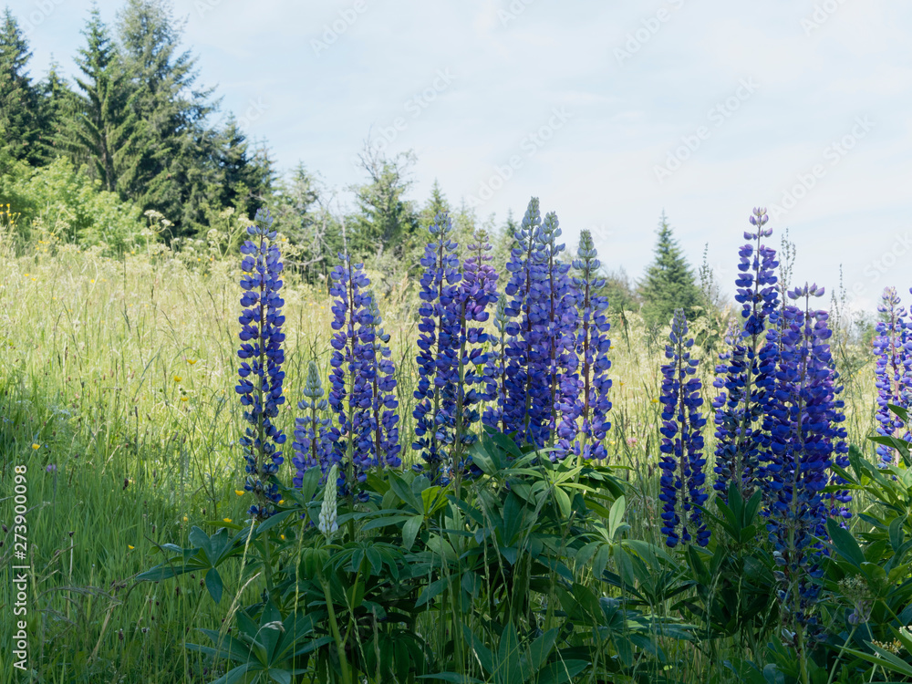 Inflorescence of blue lupine flowers in Black-Forest Germany Inflorescence of blue lupine flowers in Black-Forest Germany