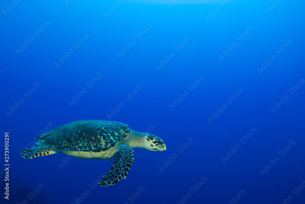 A lonely hawksbill turtle hanging out in the sand. The tropical conditions of the Caribbean sea make the perfect habitat for this marine animal. The reptile swims though the water on a single breath A lonely hawksbill turtle hanging out in the sand. The tropical conditions of the Caribbean sea make the perfect habitat for this marine animal. The reptile swims though the water on a single breath