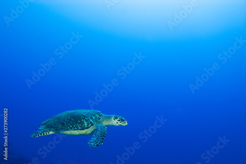 A lonely hawksbill turtle hanging out in the sand. The tropical conditions of the Caribbean sea make the perfect habitat for this marine animal. The reptile swims though the water on a single breath © drew