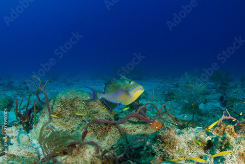 A trigger fish out in the open on top of the reef. The shot was taken in Grand Cayman in the Caribbean. The fish has beautiful color and pattern