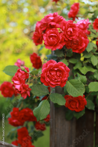Beautiful red rose bush abundant blooming in summer garden in contryside.
