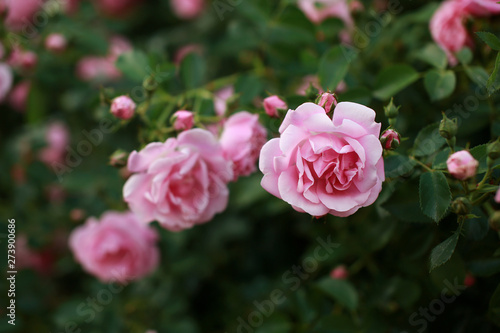 Beautiful pink rose bush abundant blooming in summer garden in contryside. Tilt shift shot.