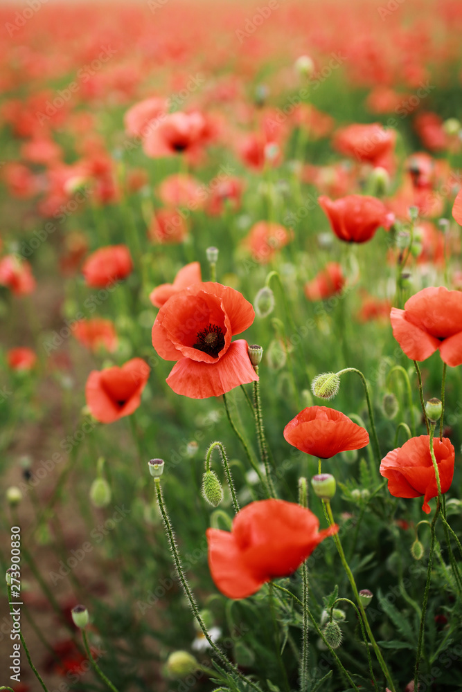 Naklejka premium Red abundant blooming poppies in a green spring field in a countryside.