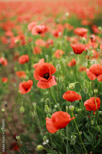 Red abundant blooming poppies in a green spring field in a countryside.