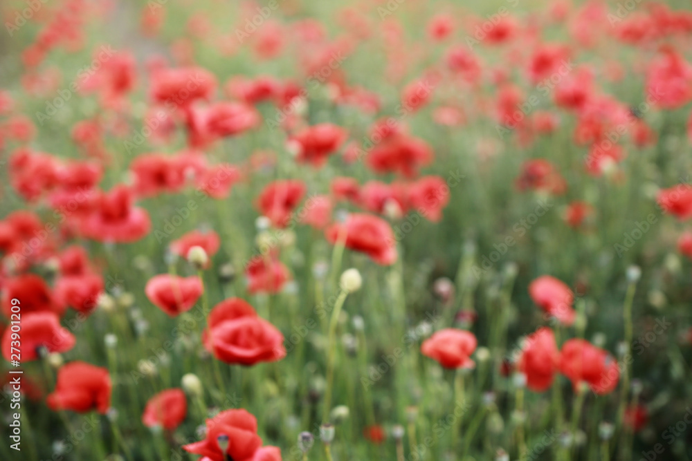 Red abundant blooming blurred poppies in a green spring field in a countryside.