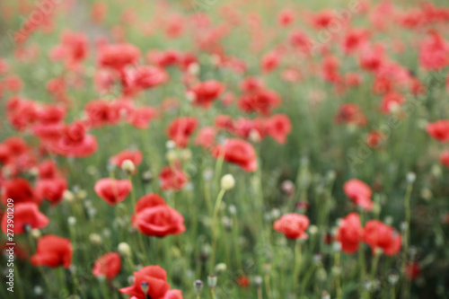 Red abundant blooming blurred poppies in a green spring field in a countryside. © Anna