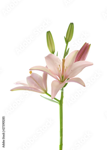  lily flower
