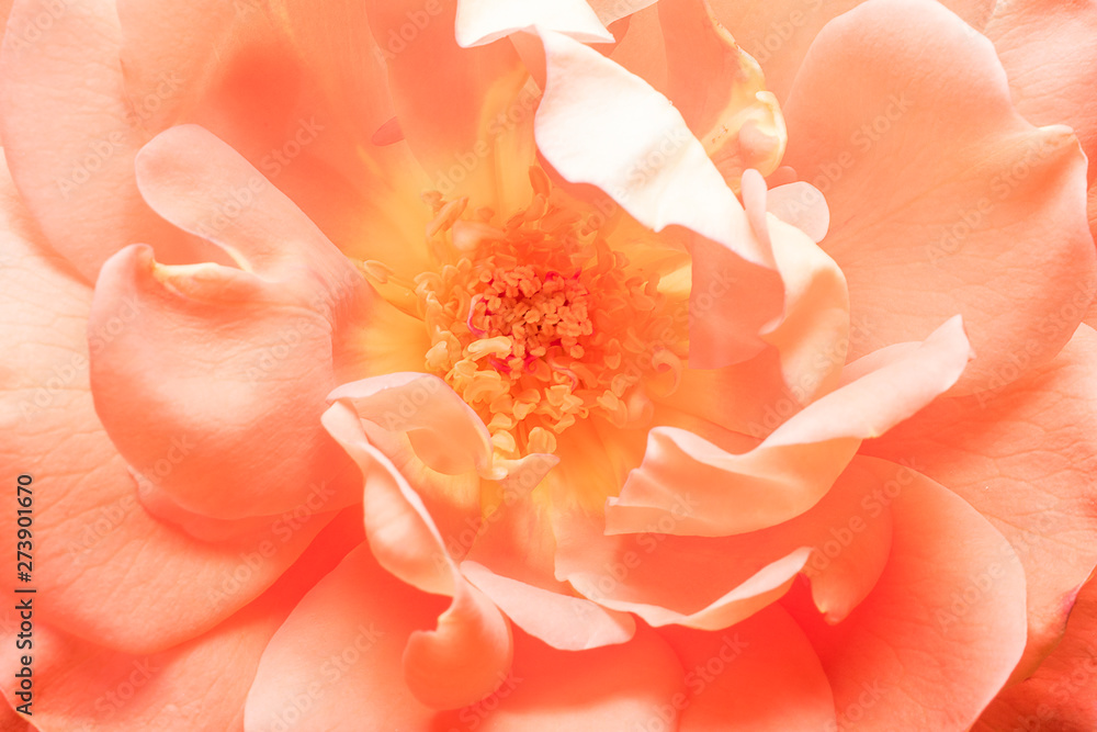 Stamens and rose petals. Detail close up. Macro photography Stamens and rose petals. Detail close up. Macro photography