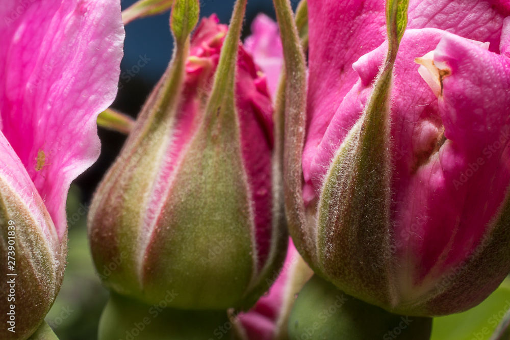 Fototapeta premium Rosebud. Detail close up. Macro photography