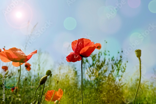Poppy flowers in the sunlight
