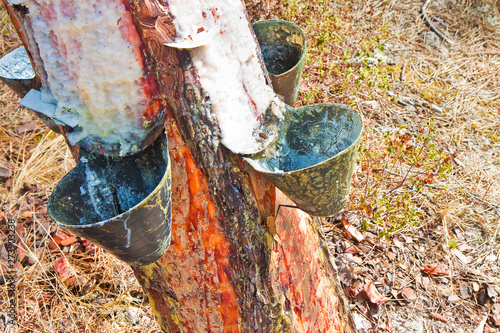 Extraction of natural resin from pine tree trunks - (Europe - Po photo