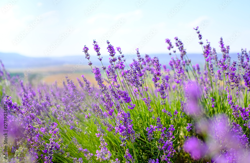 Lavender flowers on the field in Sunny weather