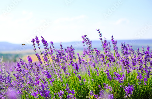 Fototapeta Naklejka Na Ścianę i Meble -  Lavender flowers on the field in Sunny weather