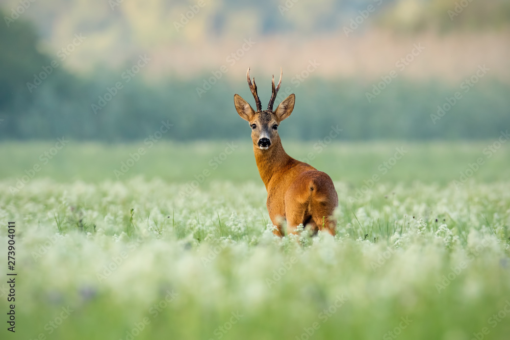 Strong roe deer, capreolus capreolus, buck with dark antlers on a meadow with wildflowers early in the morning. Alerted wild animal looking to camera with green blurred background and copy space.