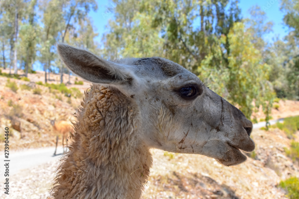 Fototapeta premium Llama Animal Portrait