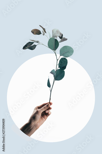 cropped view of woman holding eucalyptus branch isolated on light blue with white circle © LIGHTFIELD STUDIOS