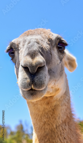 Llama Animal Portrait © Carolina