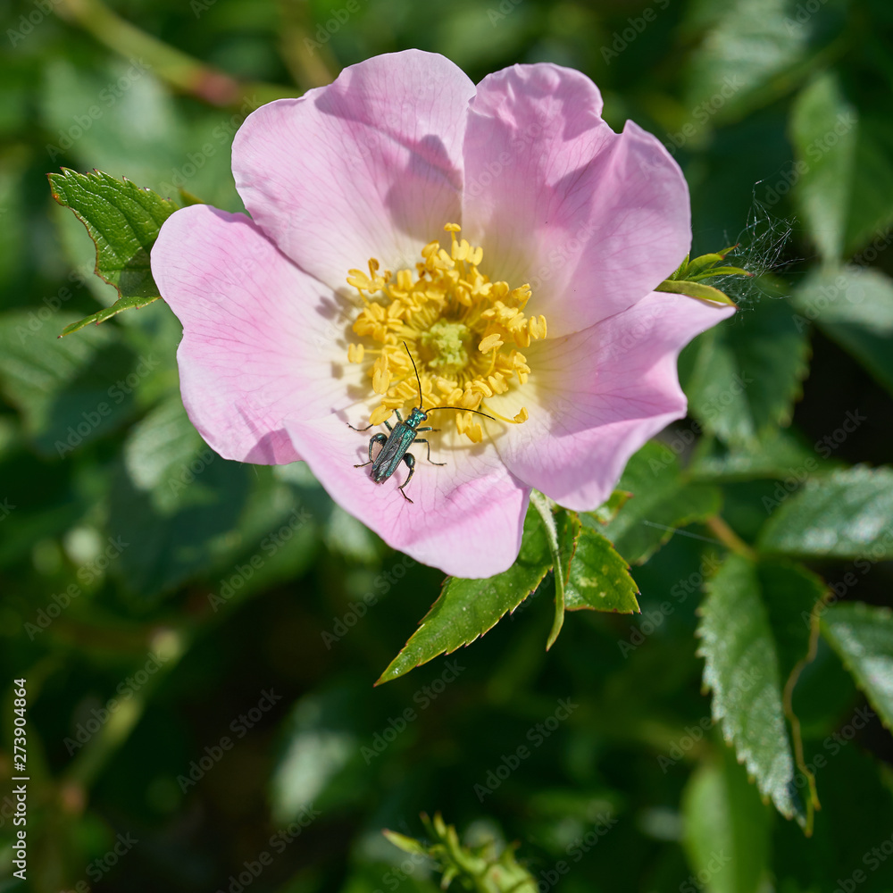 Obraz premium grüner Scheinbockkäfer (Oedemera nobilis) auf einer Blüte im Sommer 