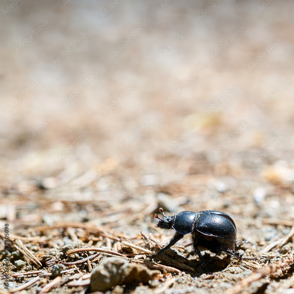 ein Mistkäfer (Anoplotrupes stercorosus) auf einem Wanderweg im Wald ein Mistkäfer (Anoplotrupes stercorosus) auf einem Wanderweg im Wald