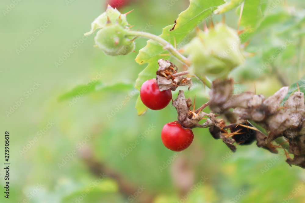 Obraz premium red berries on branch of tree
