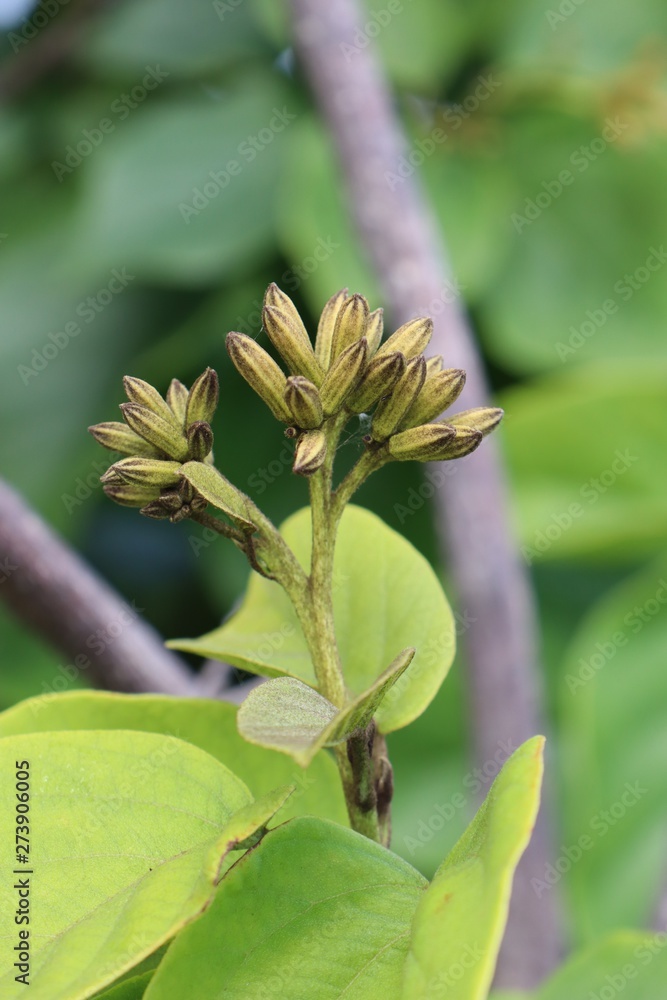 Fototapeta premium bud of a flower
