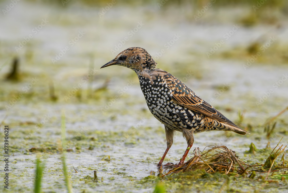European Starling - Sturnus vulgaris, beautiful common perching bird from European gardens and forests, Hortobaby National Park, Hungary. European Starling - Sturnus vulgaris, beautiful common perching bird from European gardens and forests, Hortobaby National Park, Hungary.